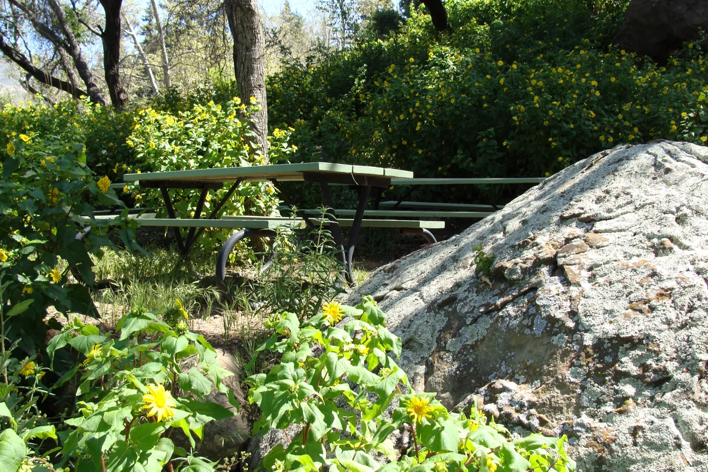 Canyon sunflower in the Picnic Area, Campbell Trail, SBBG 2 years after the Jesusita Fire