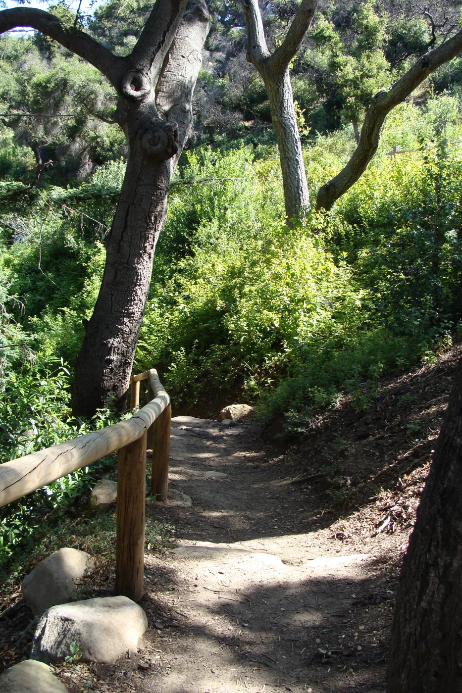 Indian Steps, Redwood Section, SBBG 2 years after the Jesusita Fire