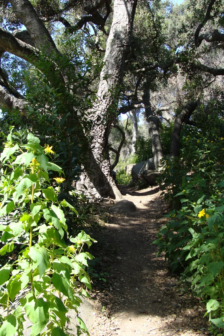 Canyon sunflower (Venegasia carpesioides) along the Pritchett Trail, SBBG 2 years after the Jesusita Fire