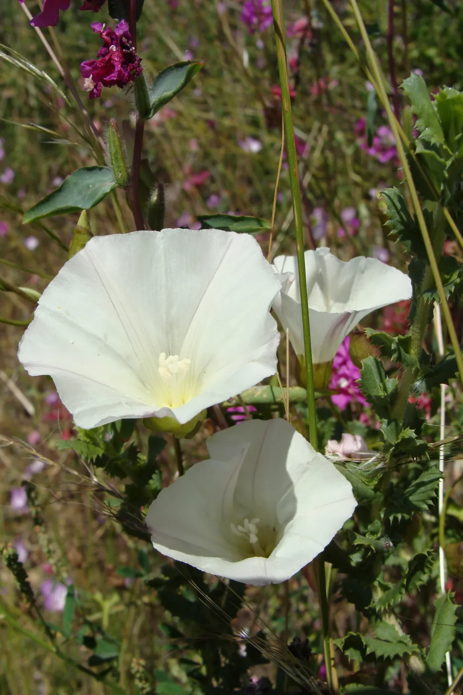 wildflowers on the Pritchett Trail, SBBG 2 years after the Jesusita Fire