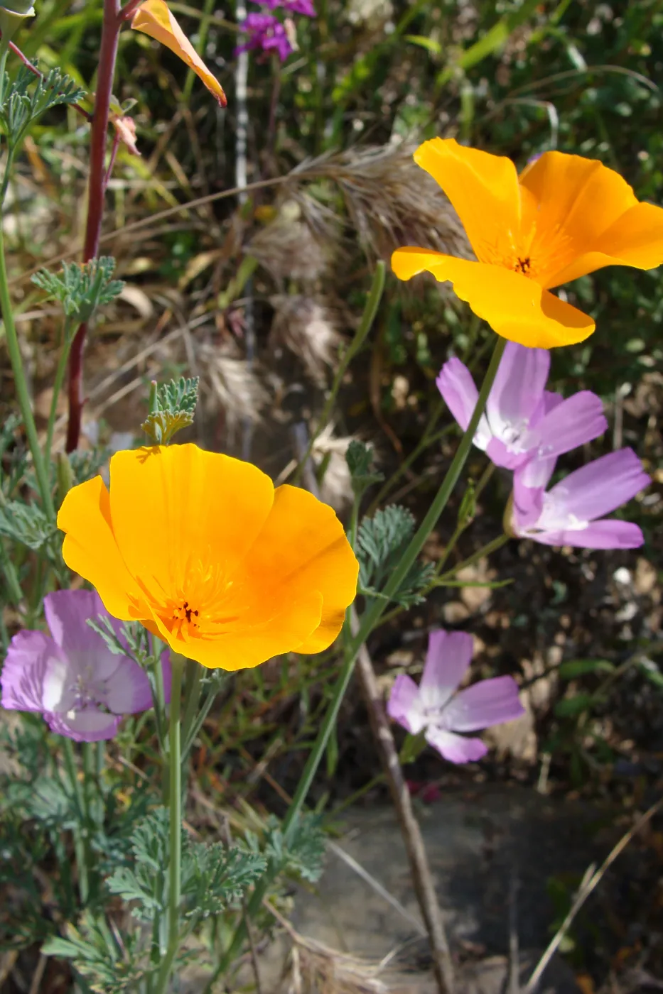 wildflowers on the Pritchett Trail, SBBG 2 years after the Jesusita Fire