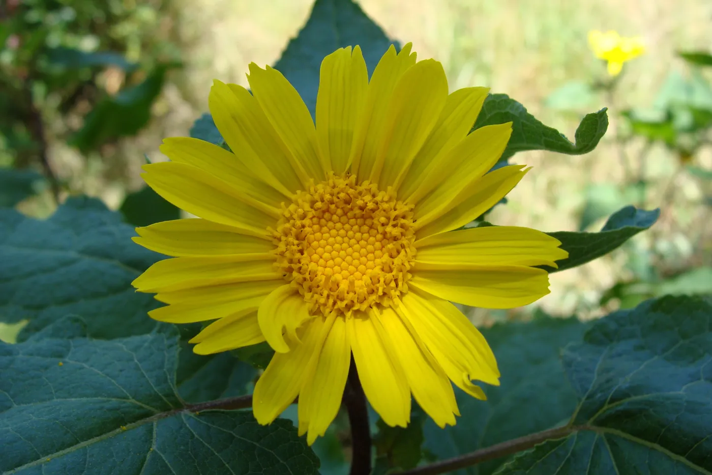 Canyon sunflower (Venegasia carpesioides) on the Pritchett Trail, SBBG 2 years after the Jesusita Fire