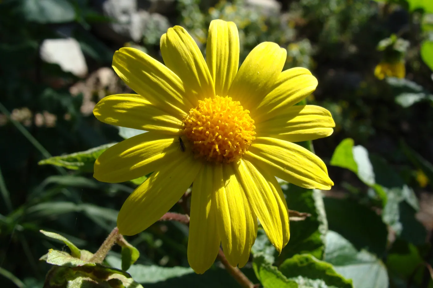Canyon sunflower (Venegasia carpesioides) on the Pritchett Trail, SBBG 2 years after the Jesusita Fire