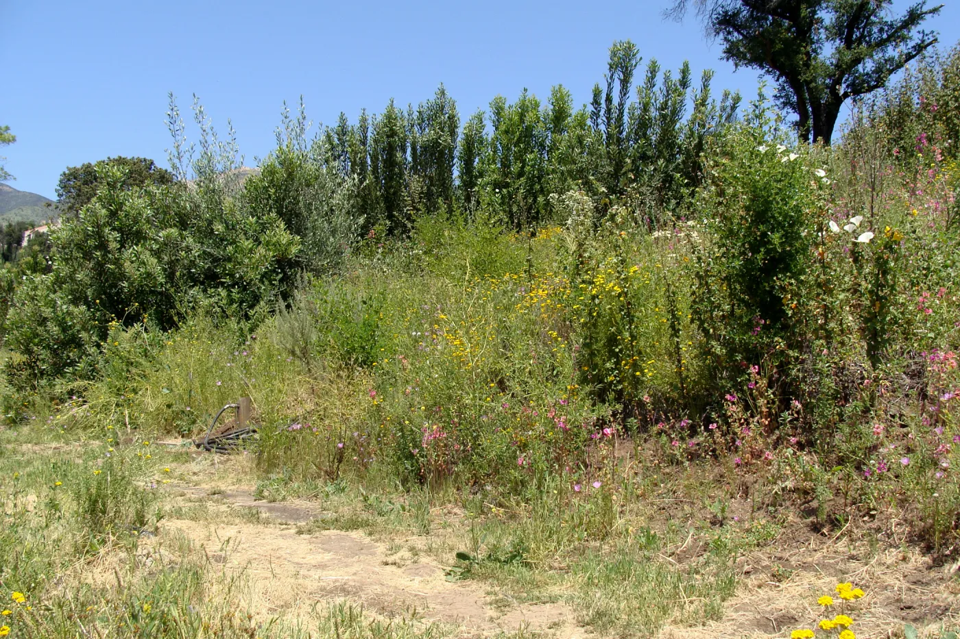 Porter Trail, SBBG 2 years after the Jesusita Fire