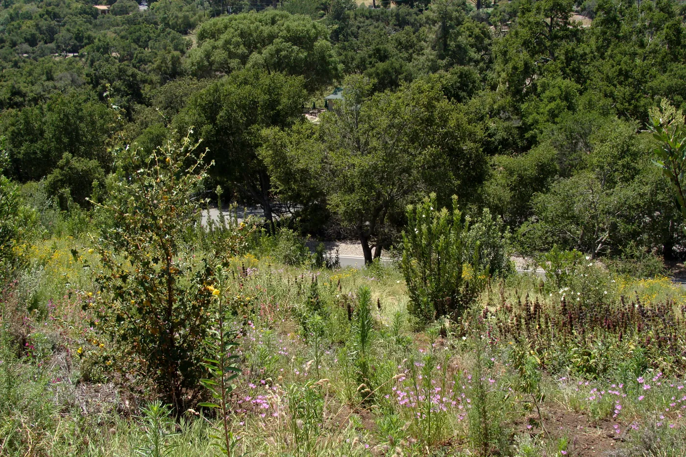 Porter Trail, Cypress Section, view down to Mission Canyon Road and parking lot exit, SBBG 2 years after the Jesusita Fire