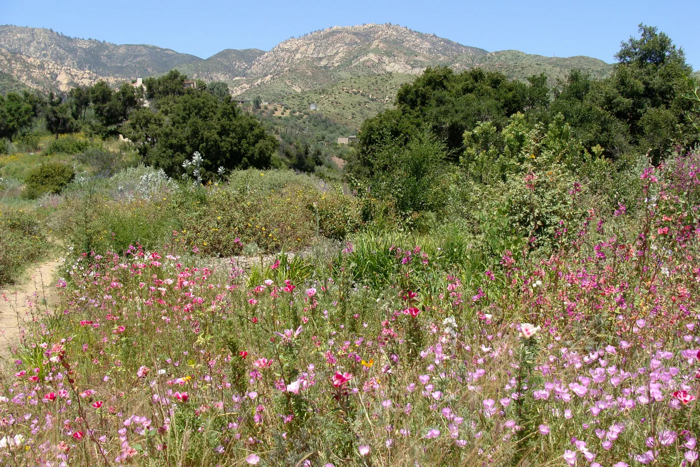 top of Porter Trail, view to Santa Ynez Mountains, SBBG 2 years after the Jesusita Fire
