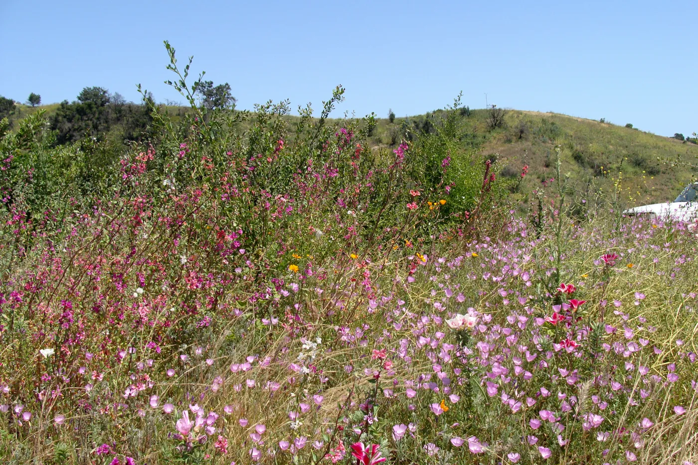 top of Porter Trail, view to Tipton Ridge with RAWS station in place, SBBG 2 years after the Jesusita Fire