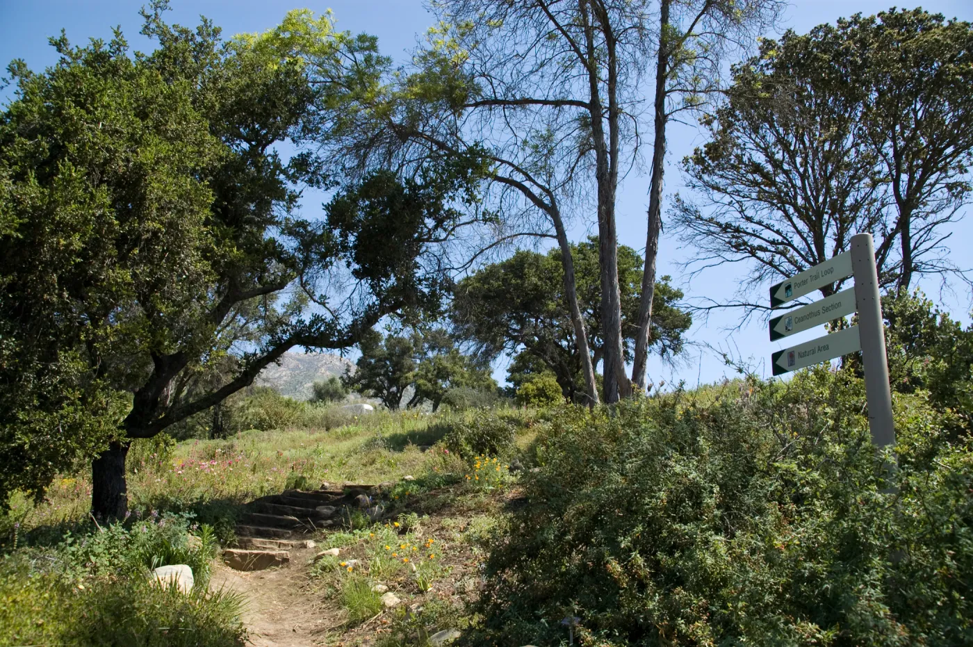 entrance to the Porter Trail loop, SBBG 2 years after the Jesusita Fire