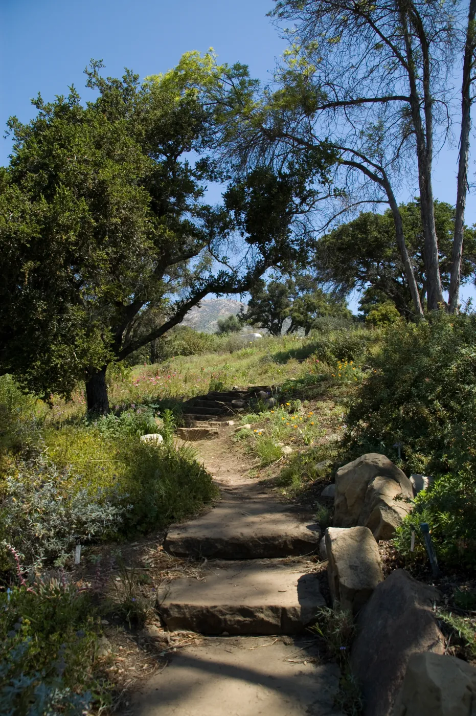 entrance to the Porter Trail loop, SBBG 2 years after the Jesusita Fire