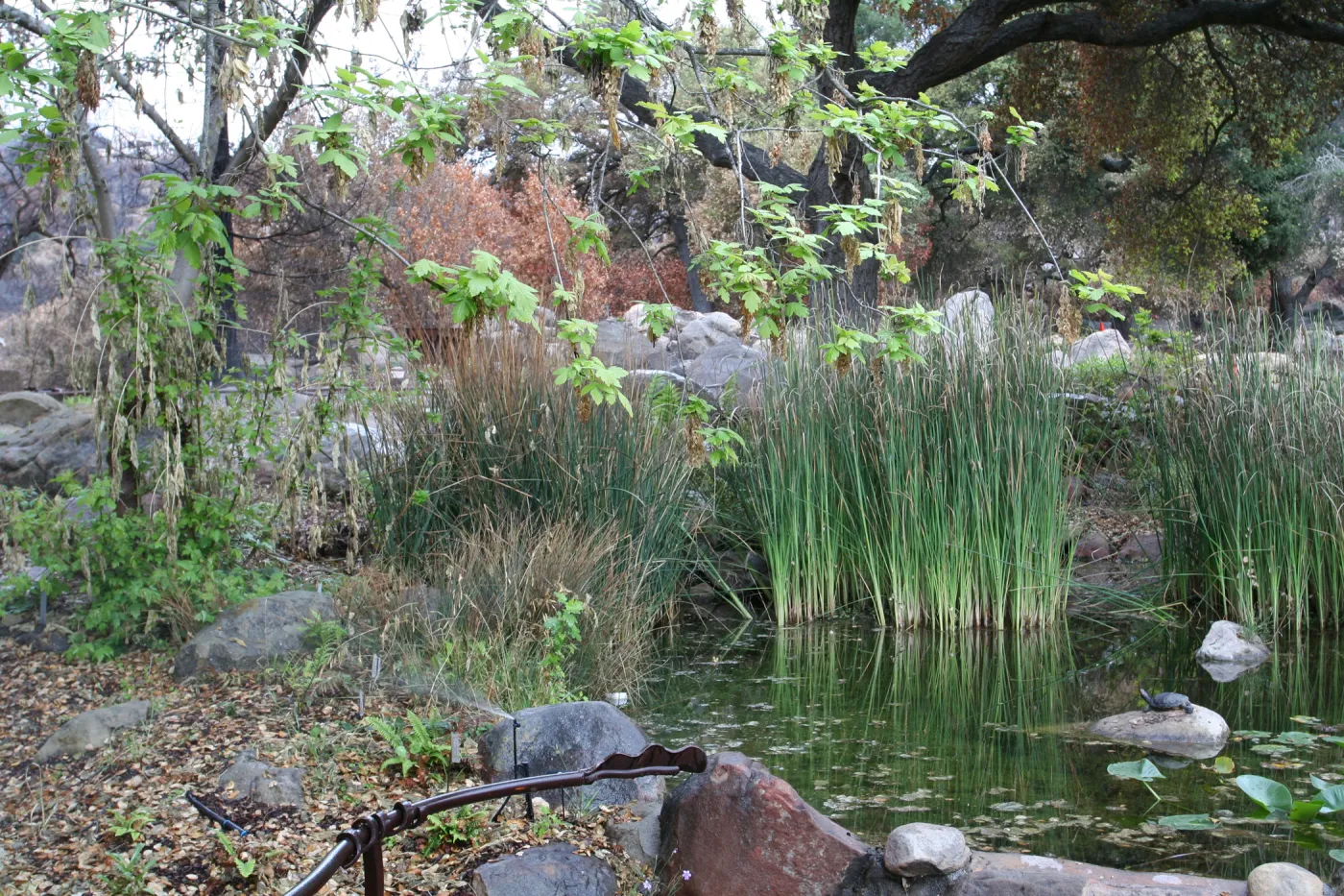SBBG Fire Walk in the Garden, one month after Jesusita Fire, Meadow Pond