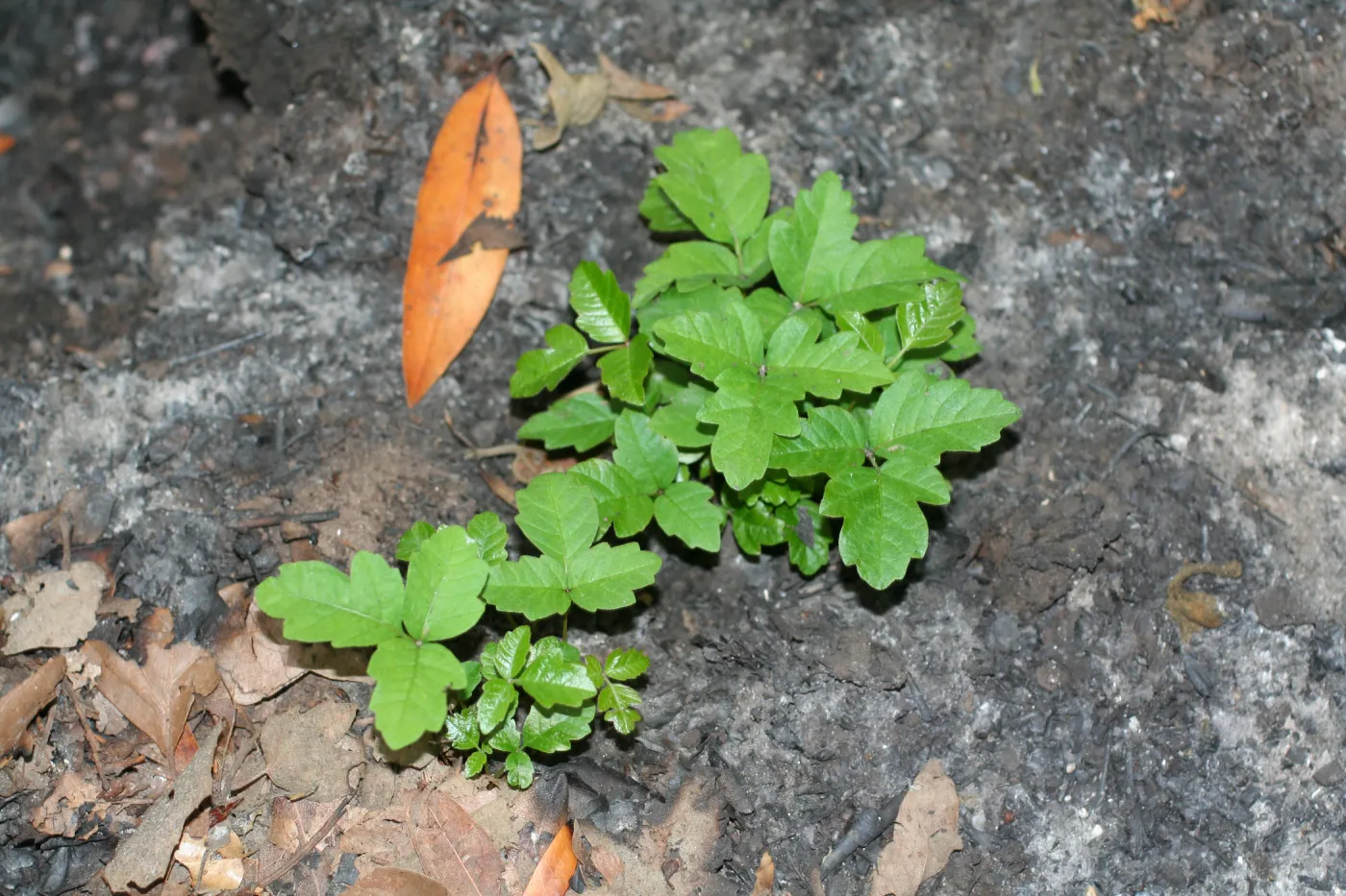 SBBG Fire Walk in the Garden, one month after Jesusita Fire, poison oak emerging from the ashes
