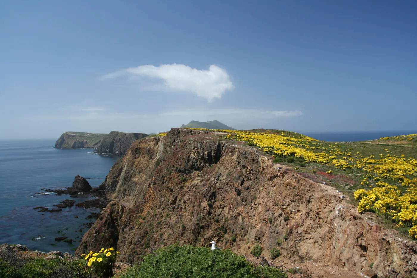 Anacapa Island, SBBG field trip, 2008