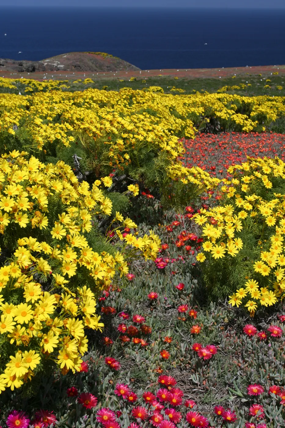 coreopsisand iceplant in bloom, Anacapa Island, SBBG field trip, 2008