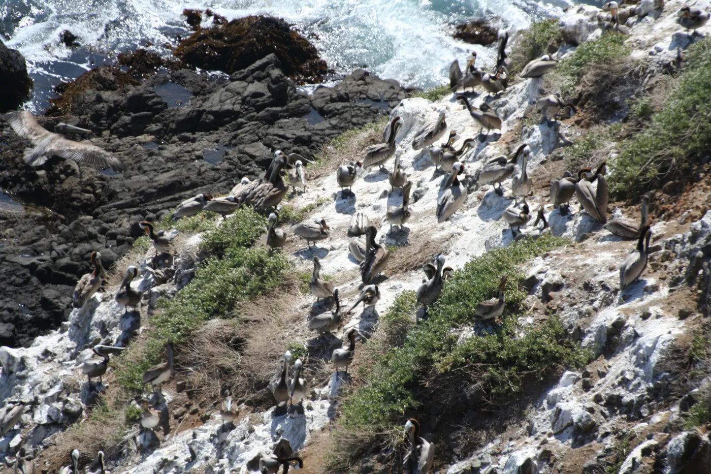 pelicans, Anacapa Island, SBBG field trip, 2008