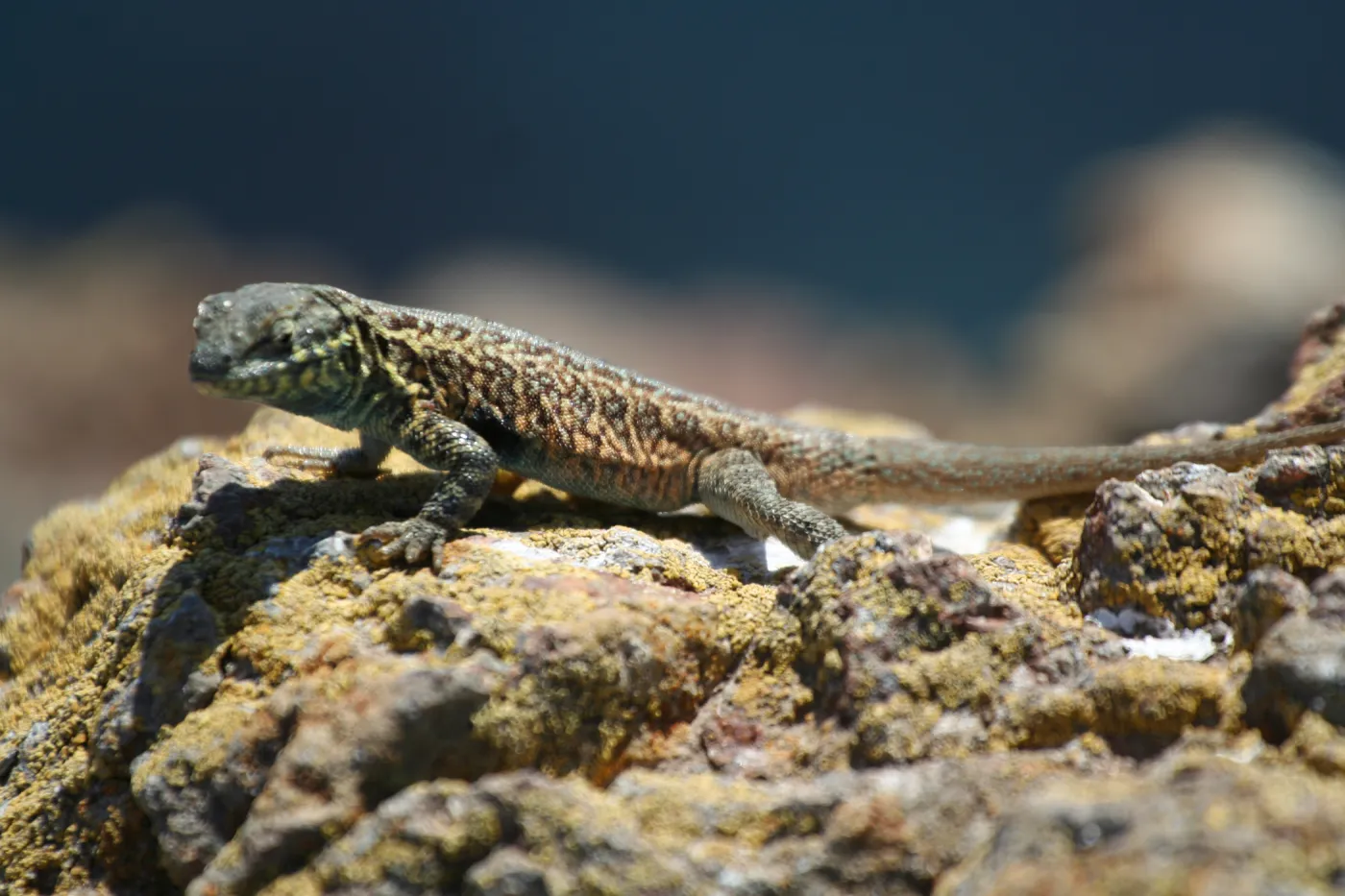 lizard, Anacapa Island, SBBG field trip, 2008