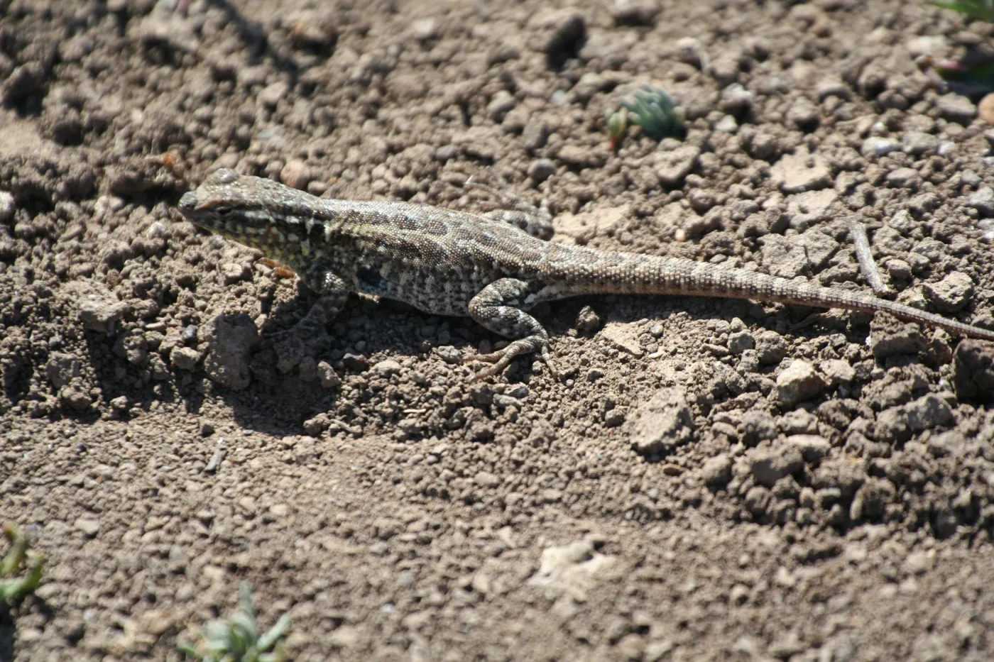 lizard, Anacapa Island, SBBG field trip, 2008