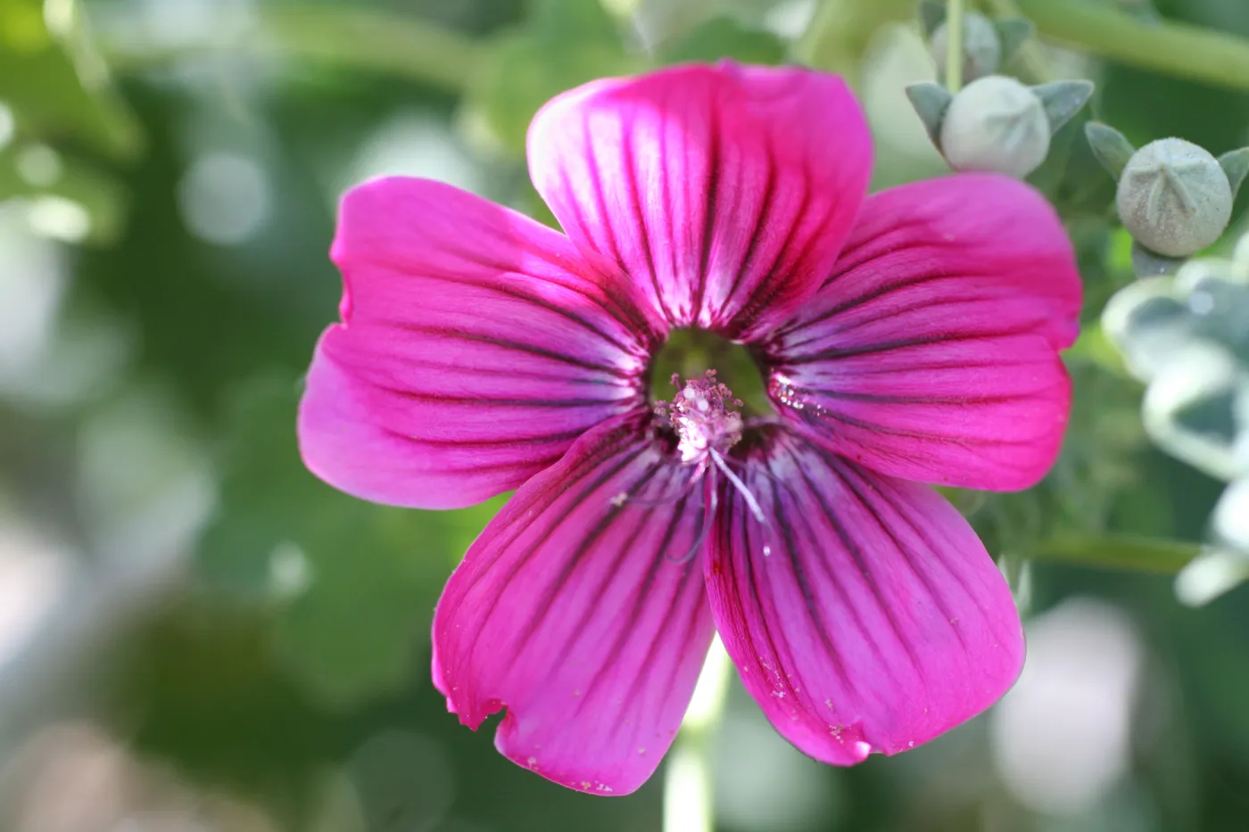 Lavatera flowers, Anacapa Island, SBBG field trip, 2008