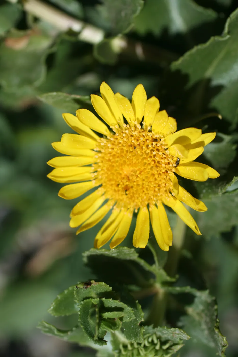 Anacapa Island, SBBG field trip, 2008
