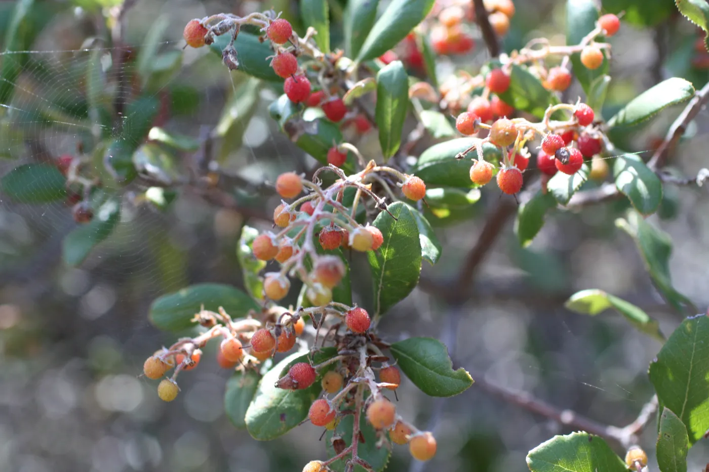 TEAWET, Santa Cruz Island field trip, 2009