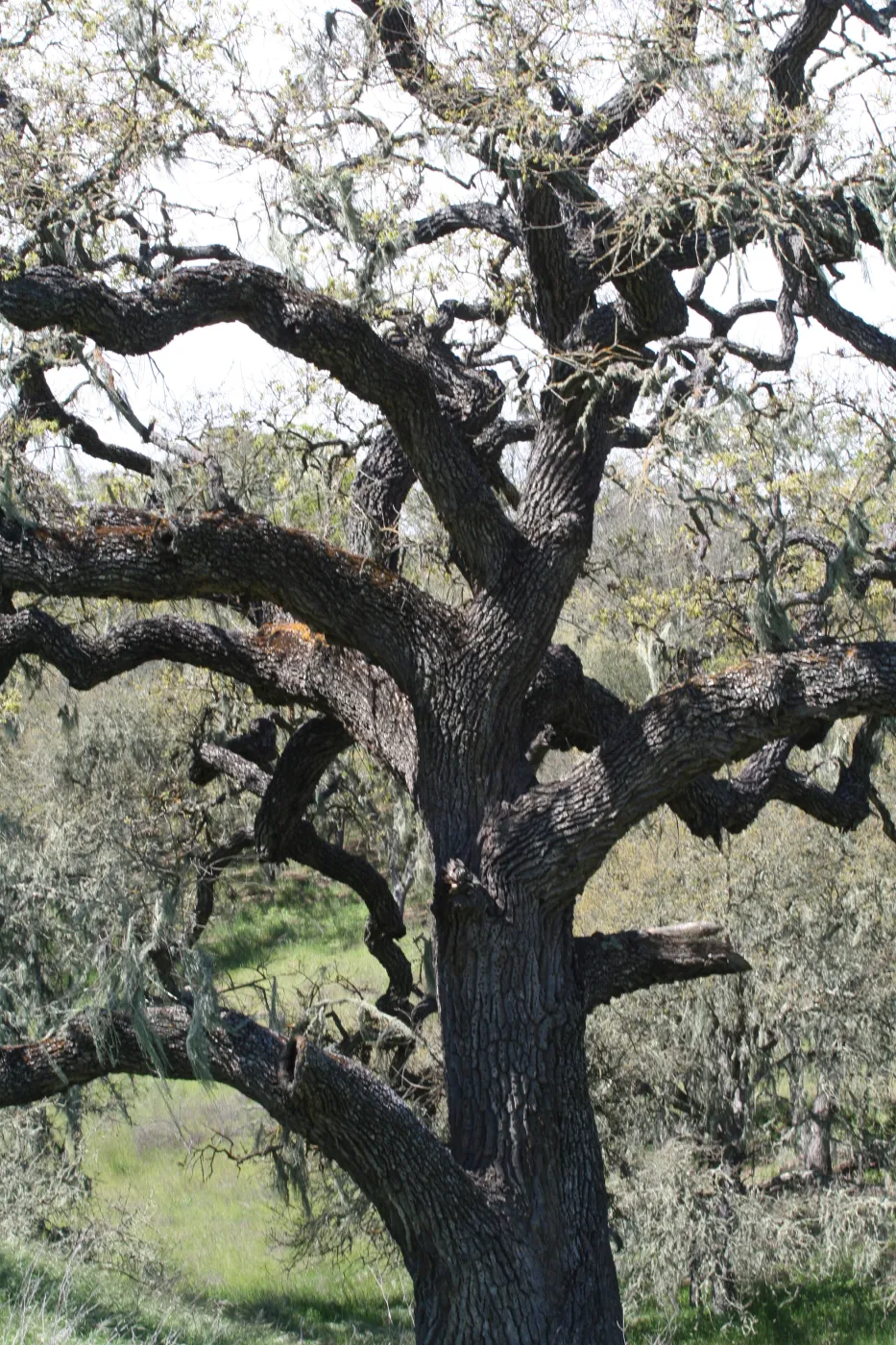 oak, Sedgewick Reserve, SBBG Docent field trip, 2006
