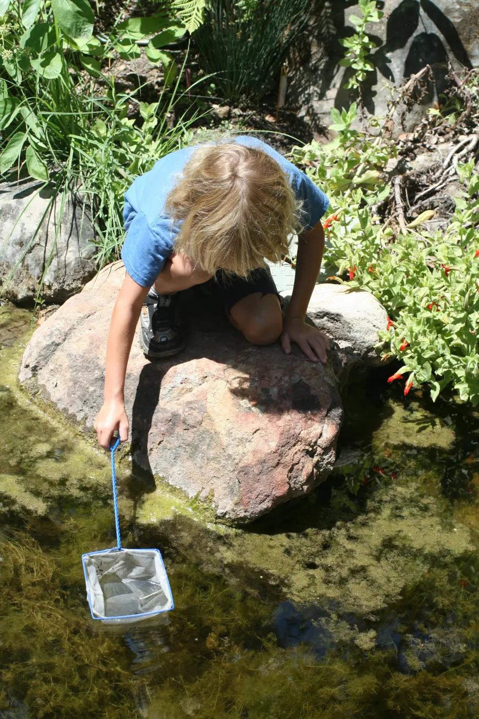 exploring life in the Pond, SBBG Summer Nature Camp, 2006