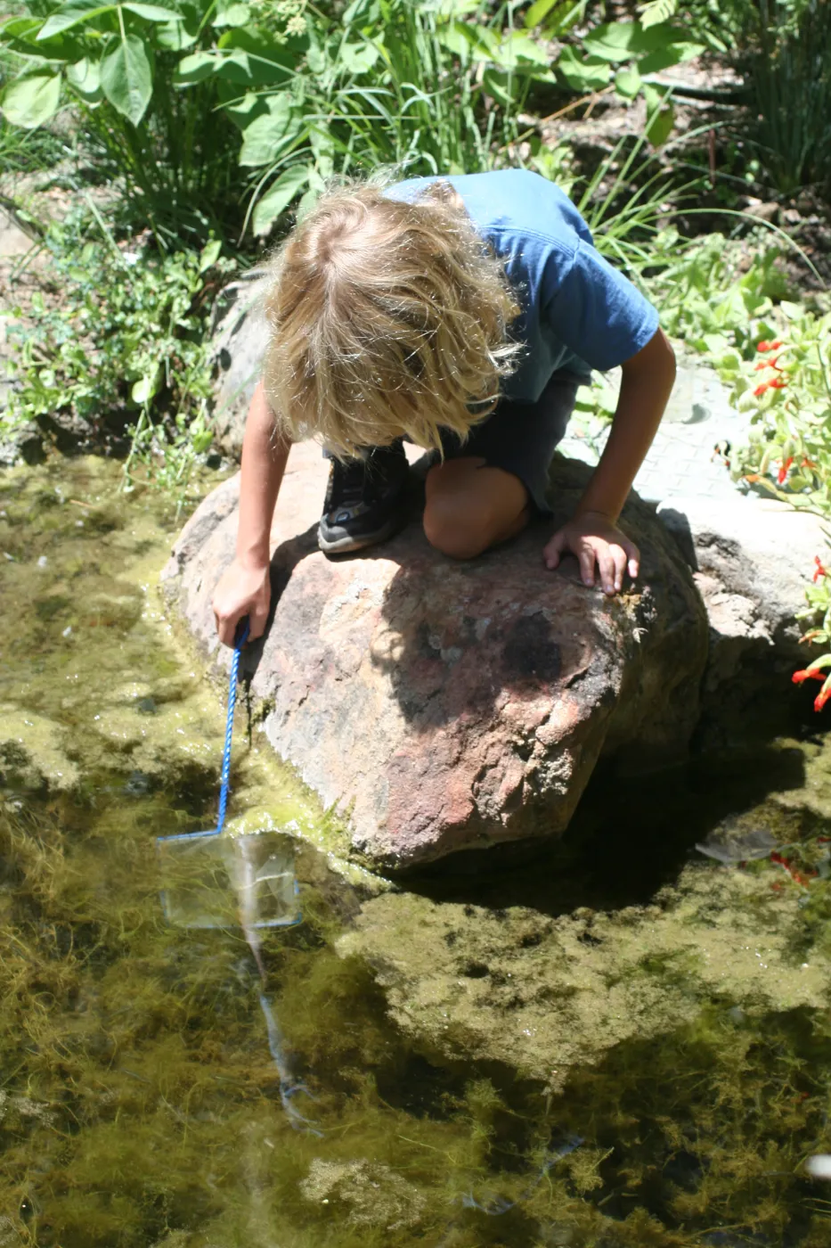exploring life in the Pond, SBBG Summer Nature Camp, 2006