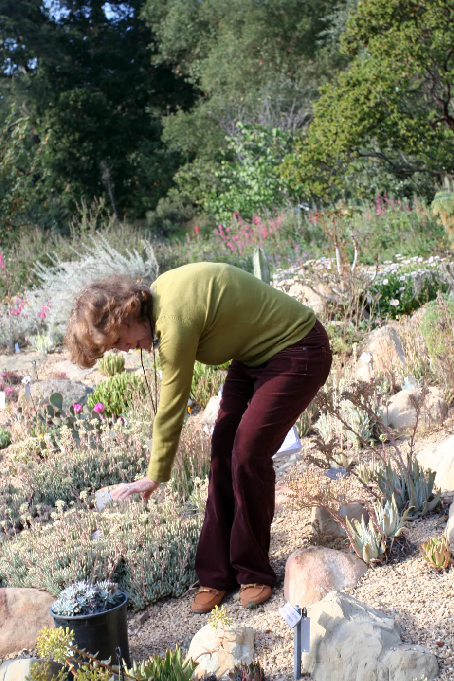 Betsy Collins leads a tour of the Dudleya (liveforevers) Display for docents at SBBG 