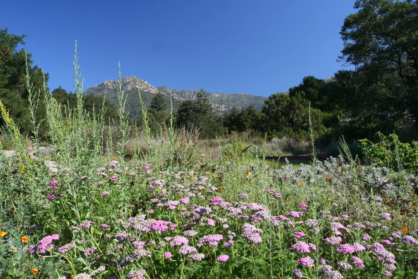 SBBG Meadow view to the Santa Ynez Mountains