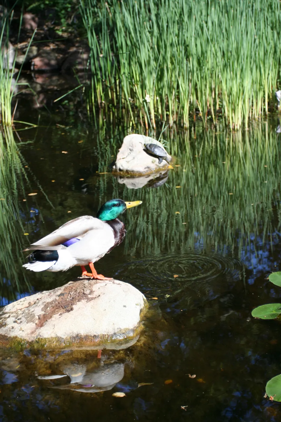 drake, mallard duck, SBBG Meadow Pond