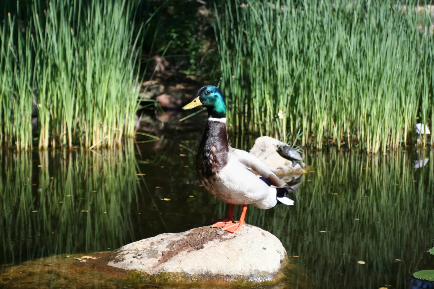 drake, mallard duck, SBBG Meadow Pond