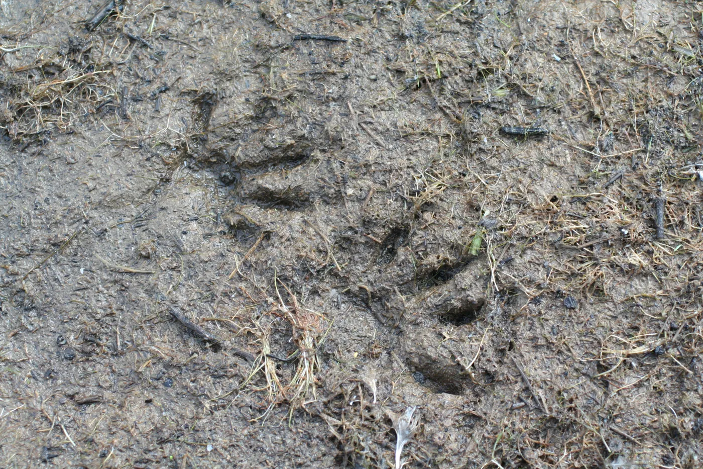 raccoon tracks, Lake Casitas, SBBG education tours, 2005-2006