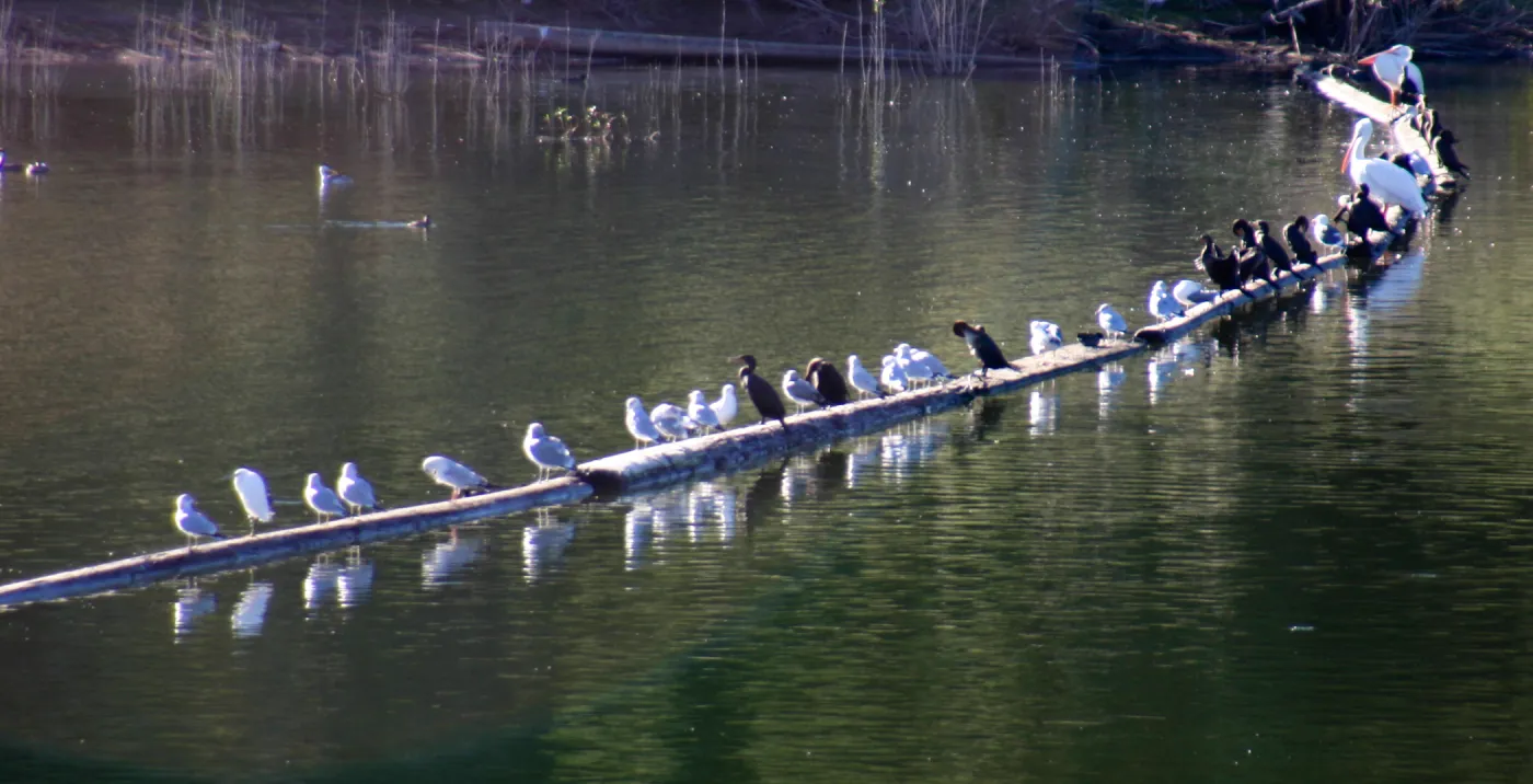 various birds on boom, Lake Casitas, SBBG education tours, 2005-2006