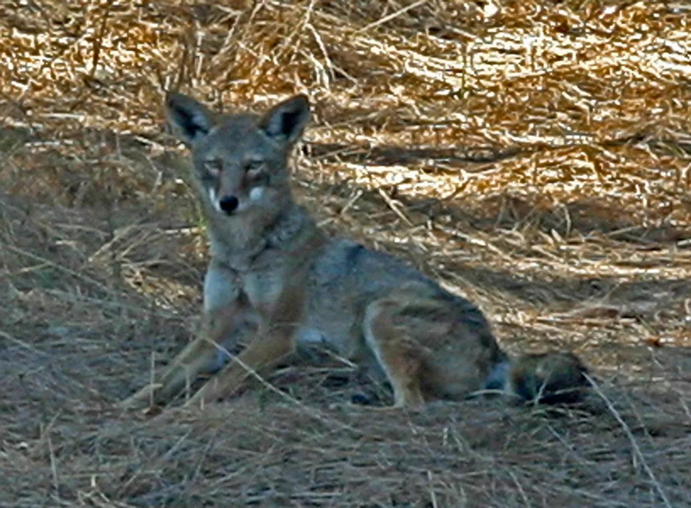 coyote on the island, Lake Casitas, SBBG education tours, 2005-2006