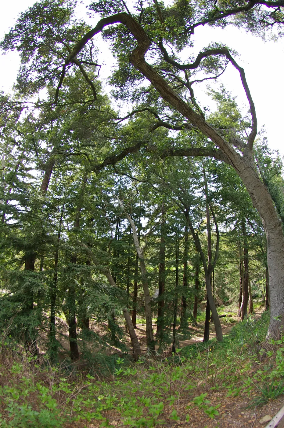 Redwood Section, Santa Barbara Botanic Garden, March 2011, © Gary Margeson