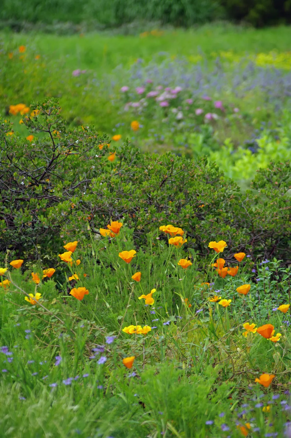 wildflowers and manzanita, Santa Barbara Botanic Garden, March 2011, © Gary Margeson