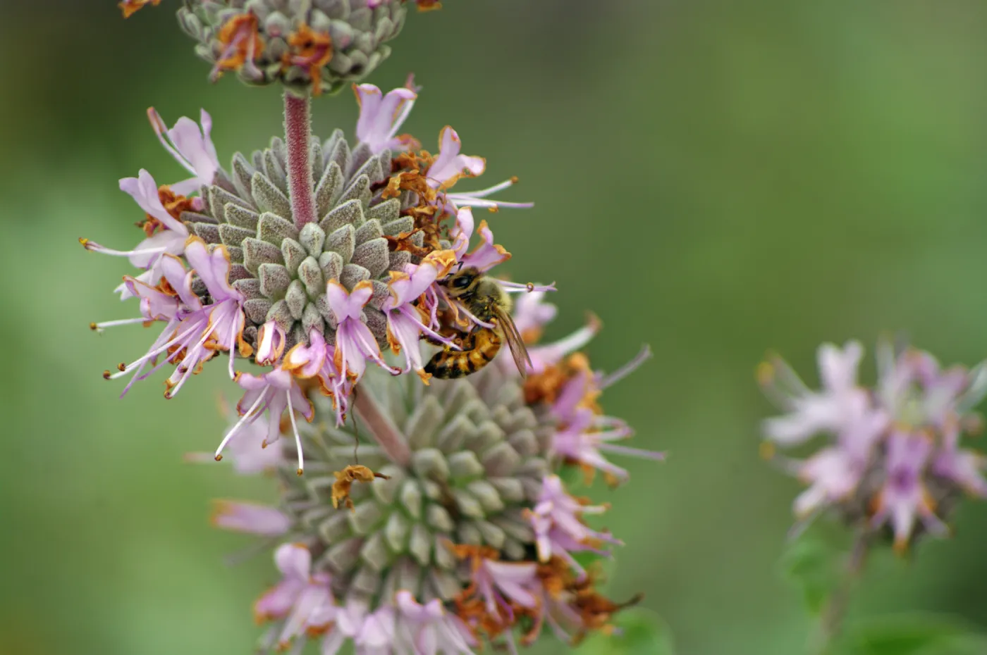 Salvia (sage) with honey bee, Santa Barbara Botanic Garden, March 2011, ï¿½ Gary Margeson