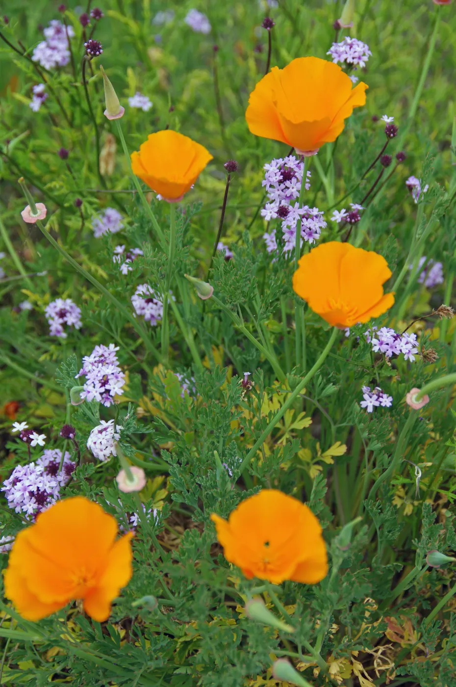 poppies with Verbena lilacina, wildflowers, Santa Barbara Botanic Garden, March 2011, © Gary Margeson