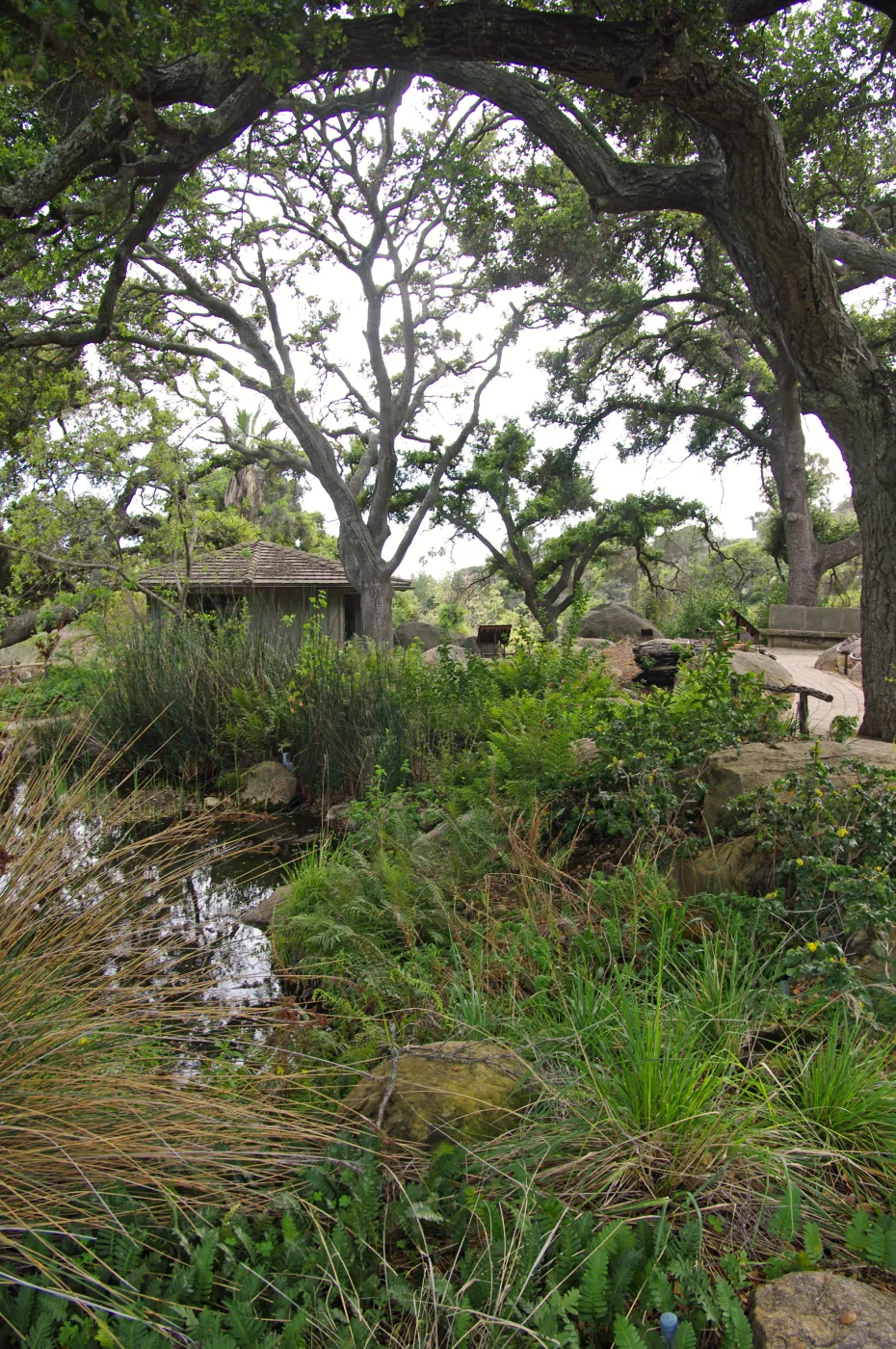 view over the Meadow Pond to the Information Kiosk, Santa Barbara Botanic Garden, March 2011, © Gary Margeson