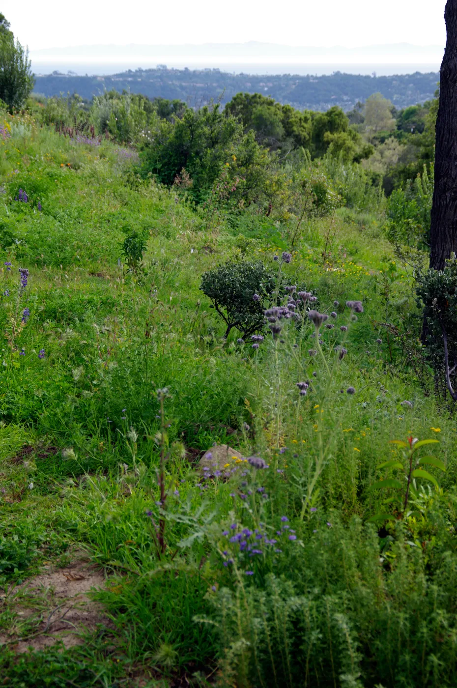 Porter Trail , view to the ocean, Santa Barbara Botanic Garden, March 2011, © Gary Margeson