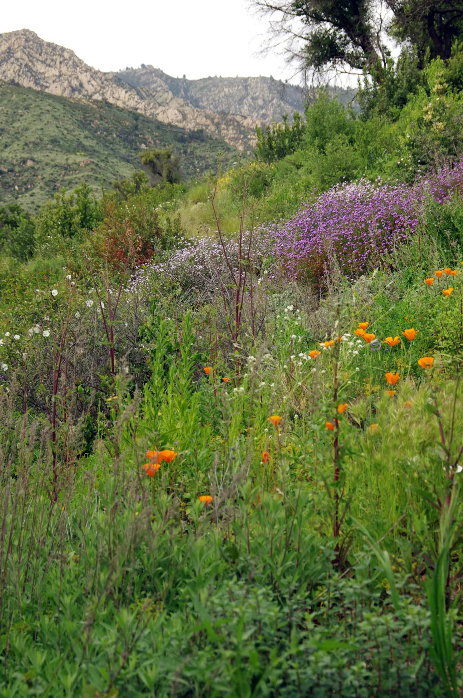 Porter Trail, view to the mountains, La Cumbre Peak, wildflowers, Santa Barbara Botanic Garden, March 2011, © Gary Margeson