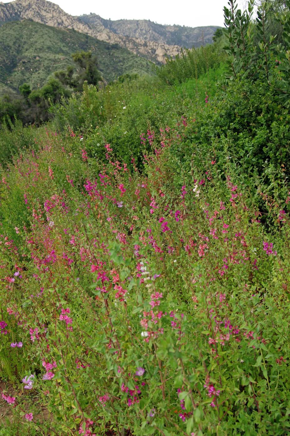 Porter Trail, view to the mountains, La Cumbre Peak, wildflowers, Santa Barbara Botanic Garden, March 2011, © Gary Margeson