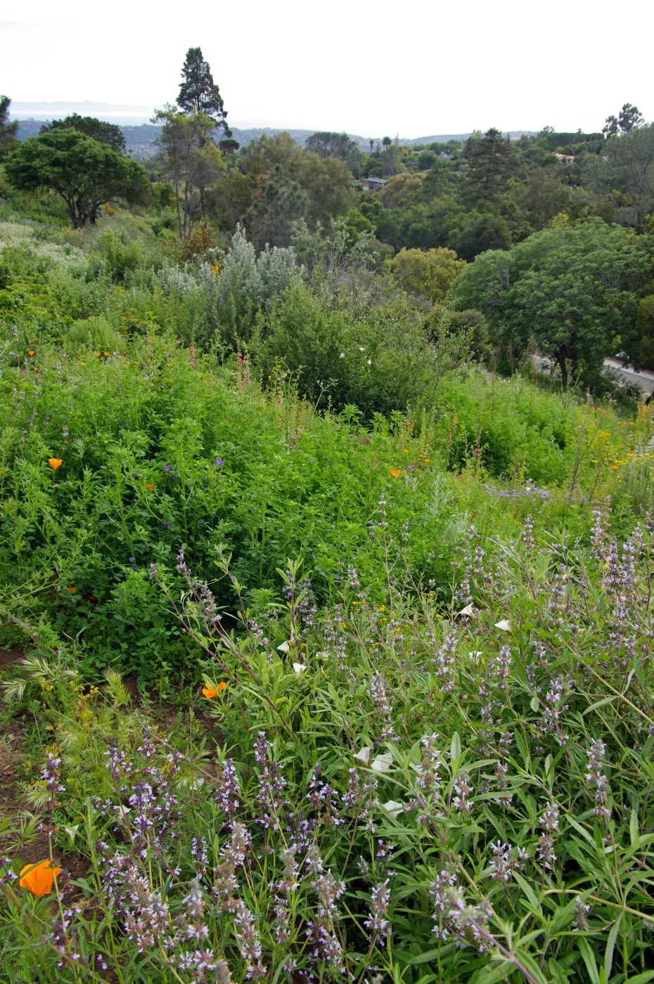 Porter Trail, wildflowers, Santa Barbara Botanic Garden, March 2011, © Gary Margeson