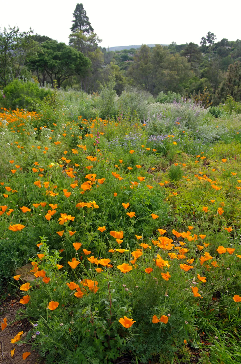 Porter Trail, wildflowers, Santa Barbara Botanic Garden, March 2011, © Gary Margeson