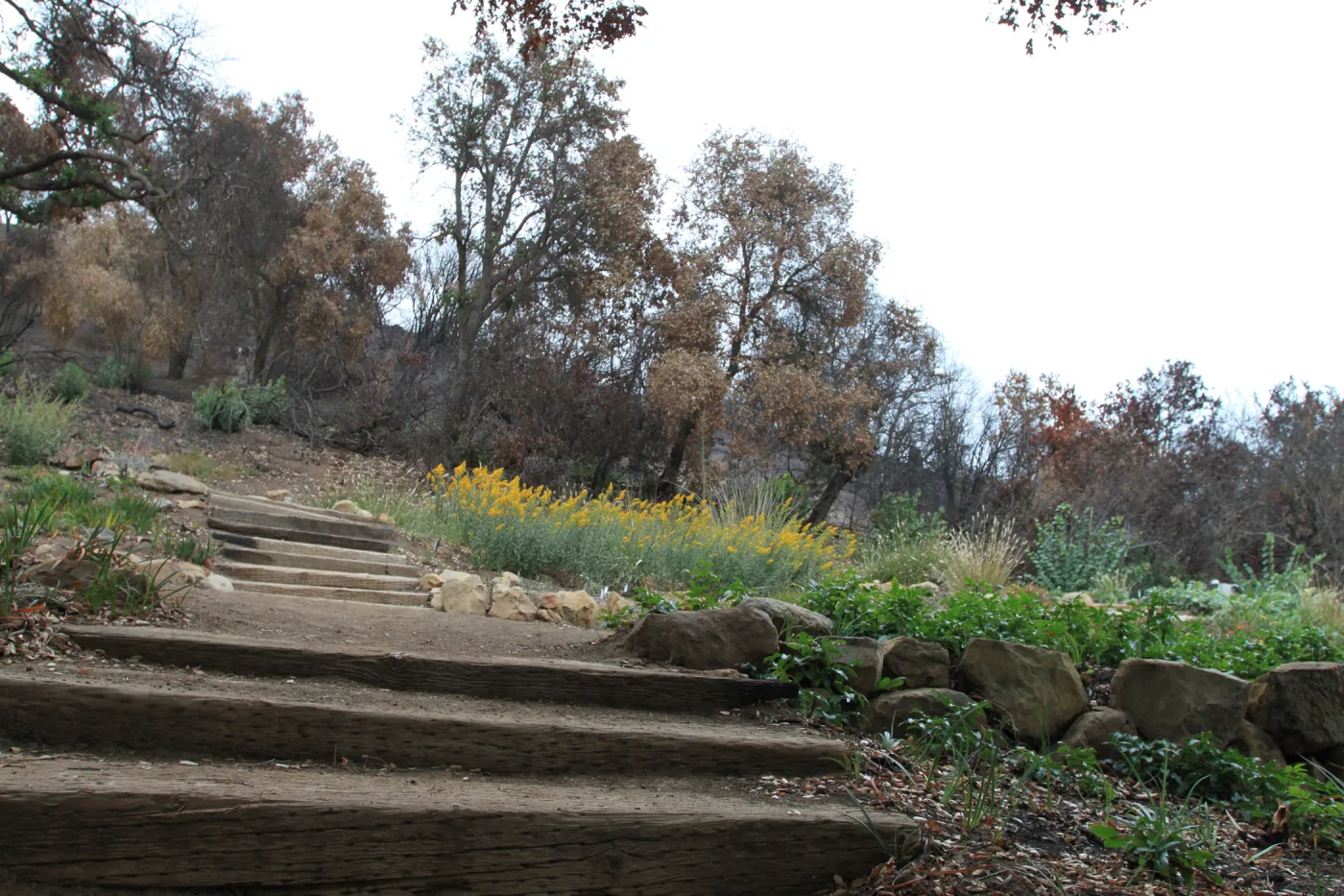yellow flowers, old entrance steps, Art from the Ashes event, SBBG