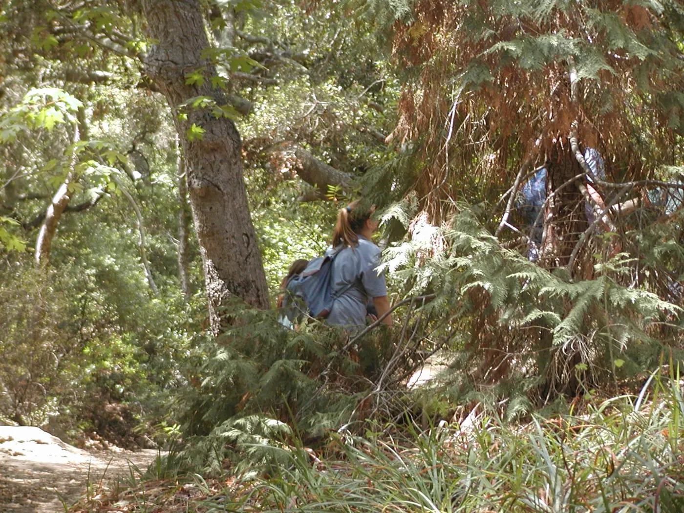 in the canyon, SBBG Summer Nature Camp, 2002