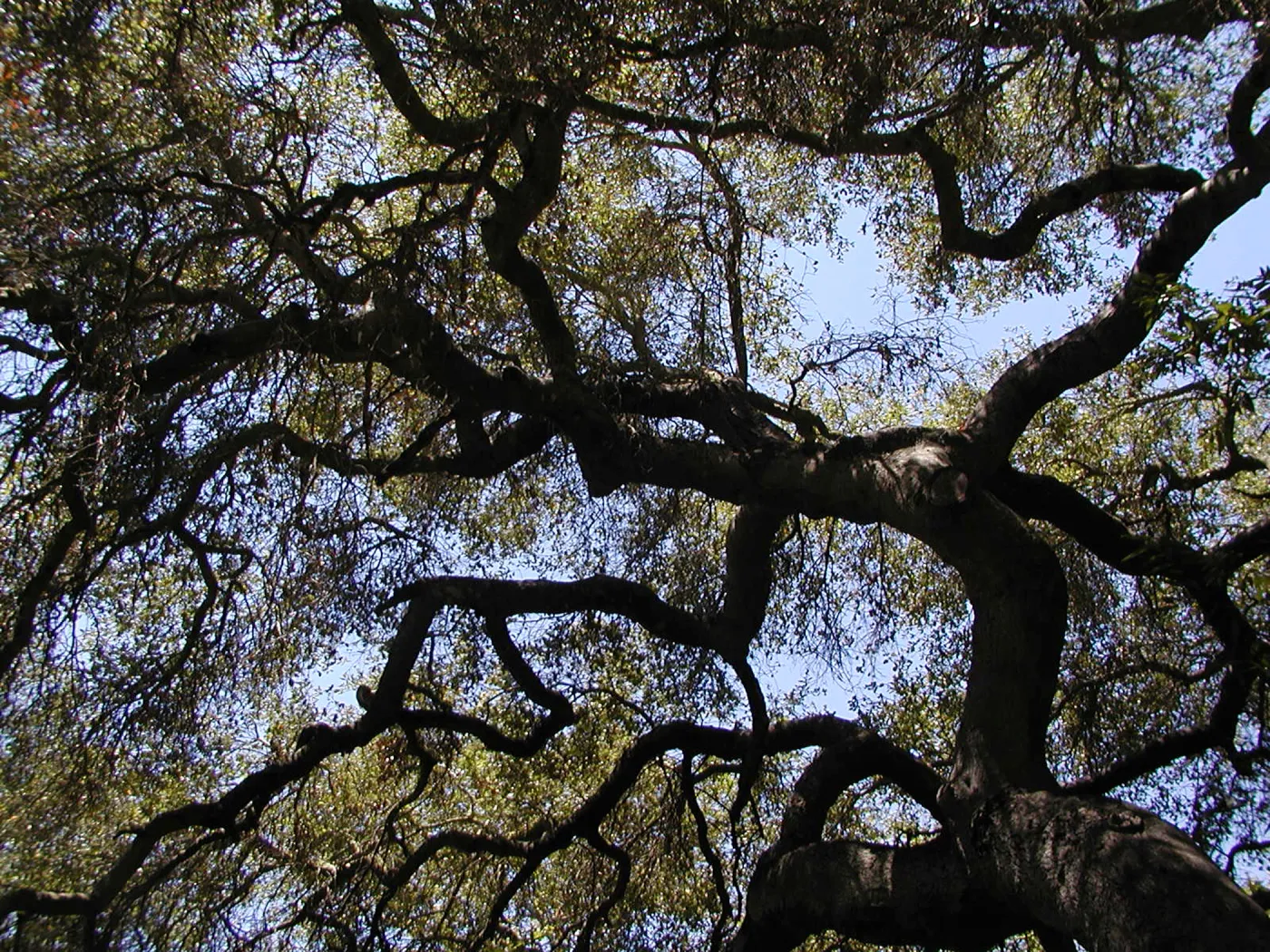 live oak canopy