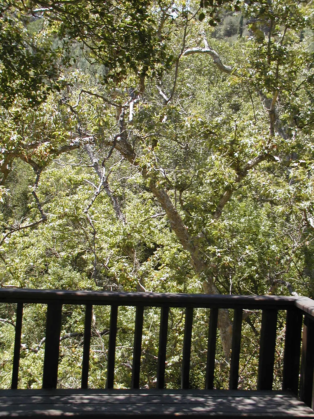 Mission Canyon tree canopy from the Home Demonstration Deck