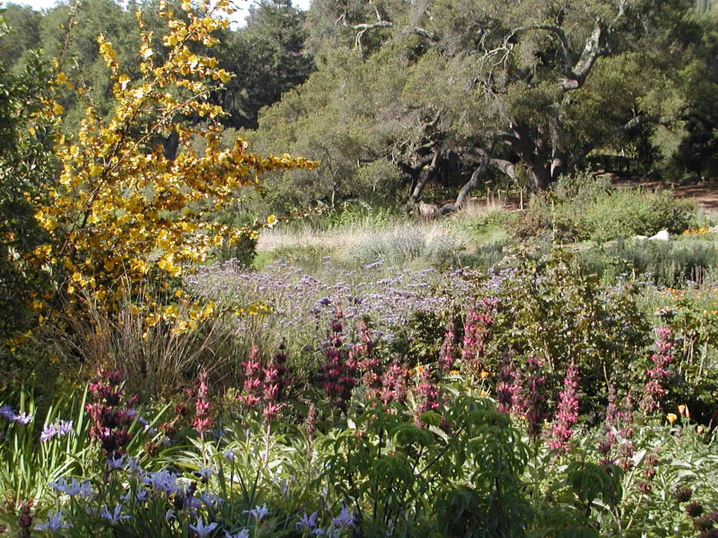 Fremontodendron in bloom, wildflowers in the Meadow, SBBG