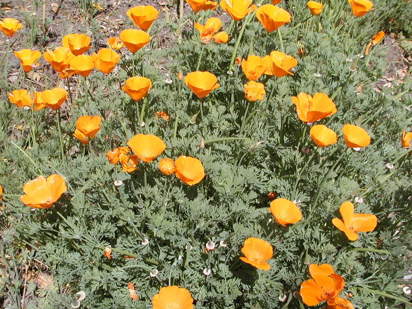 poppies, SBBG