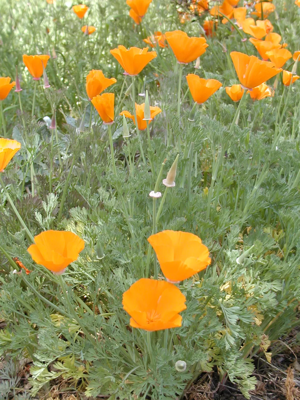 poppies, SBBG